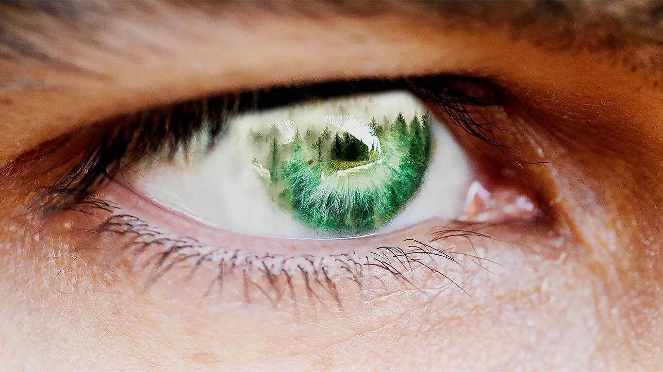 Forest in an eye